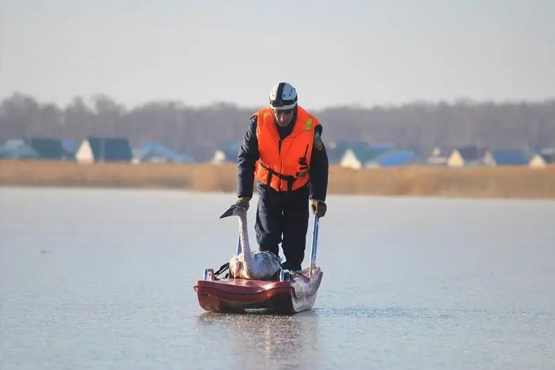Лебедей спасли из замерзающего озера в СКО