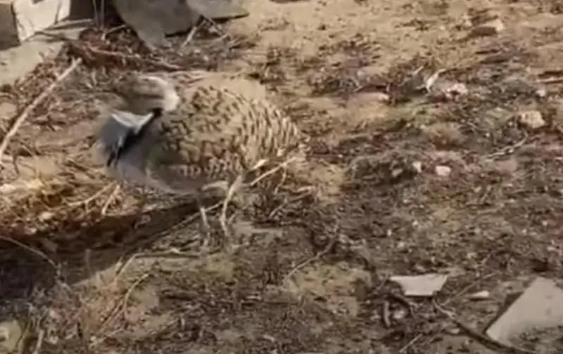 Редкую краснокнижную птицу заметили на одной из улиц Актау