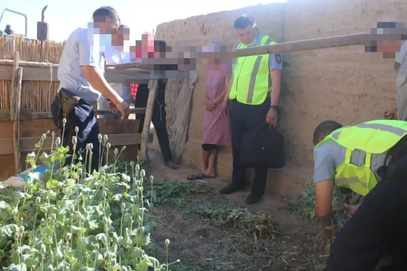 Почти тысячу наркокустов изъяли у жителя Туркестанской области