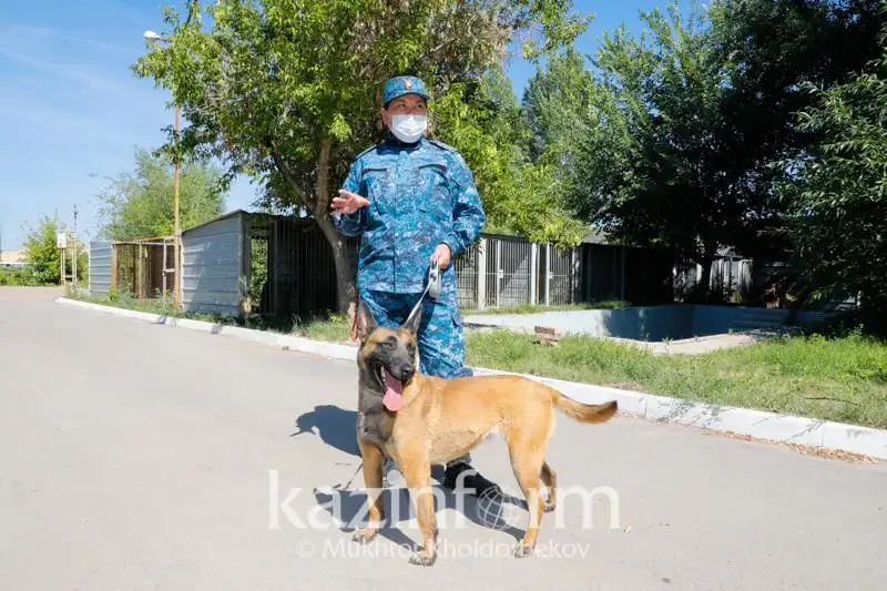 Как раскрывают преступления четвероногие стражи порядка