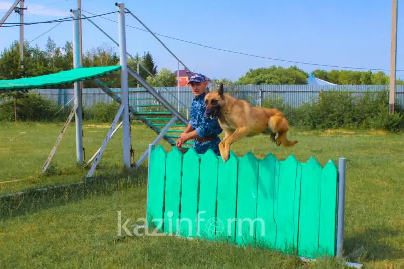 О тонкостях обучения служебных собак рассказали кинологи СКО