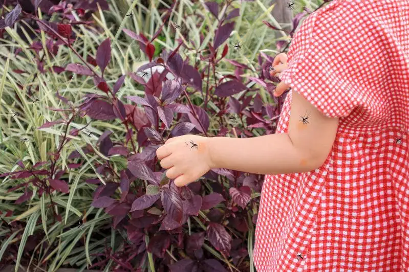 В столице участились случаи возникновения инсектной аллергии у детей