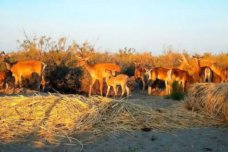 Более 60 краснокнижных оленей выпустят в природный резерват Иле-Балхаш