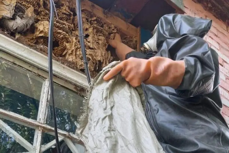 Гигантское осиное  гнездо обнаружили в стене дома в ВКО