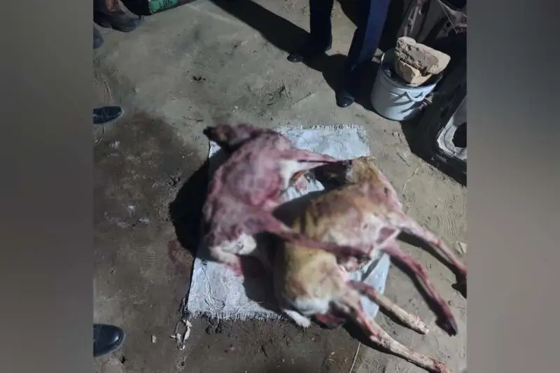 Две туши сайги обнаружили у жителя  Актюбинской области