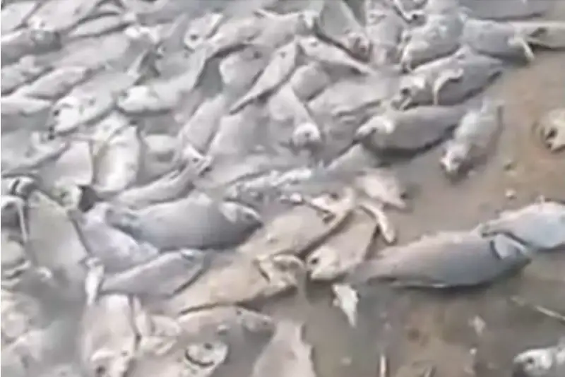 В Павлодарской области сообщили о массовой гибели рыбы на озере