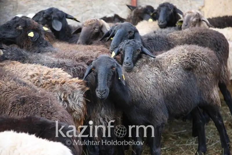 Украденный скот на пять млн тенге вернули хозяевам в ВКО