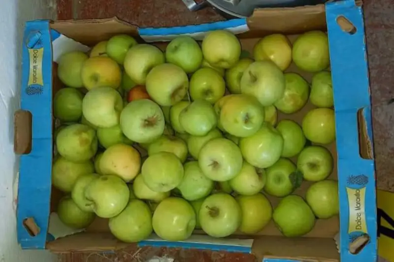1,5 тонны яблок похитили у жителя Туркестанской области