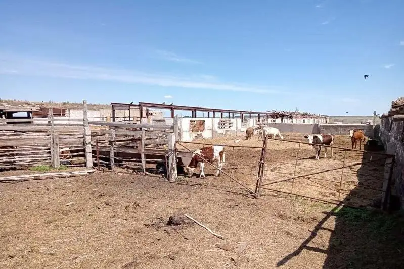 4,5 тысячи животных поместили на штрафстоянки Павлодарской области