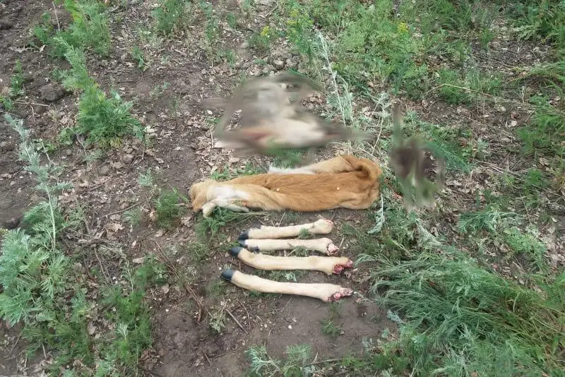 Тушу косули нашли в машине акмолинца