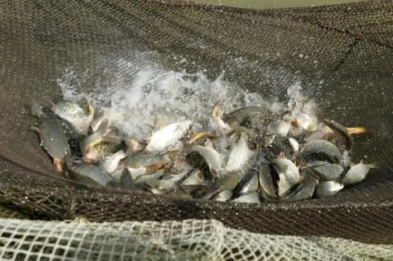 Жетысайская рыба экспортируется за рубеж