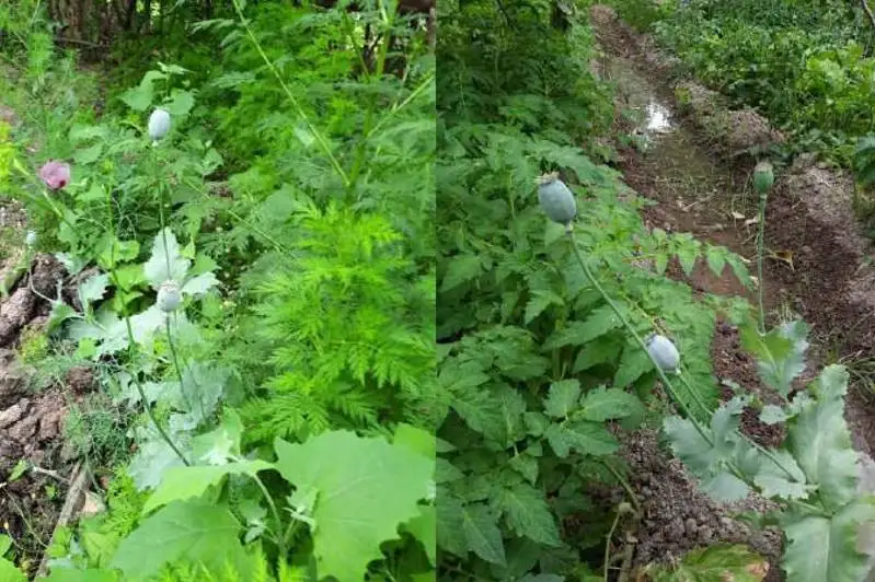 Коноплю выращивал дома житель Туркестана