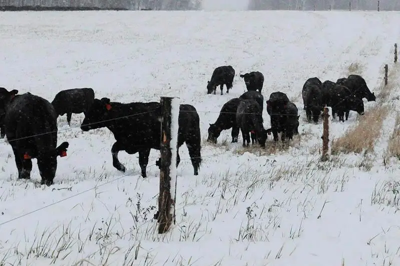 Бесхозный выпас скота выявляют полицейские в Нур-Султане