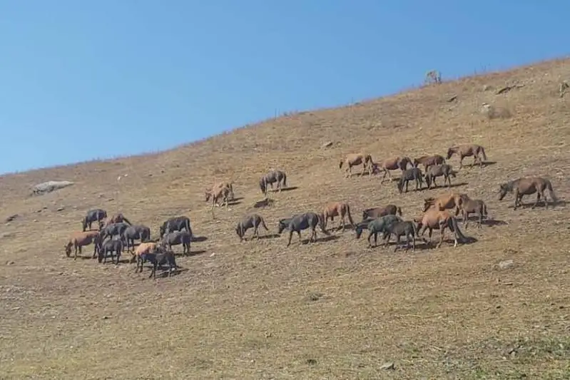 30 пропавших лошадей вернули полицейские жителю Алматинской области