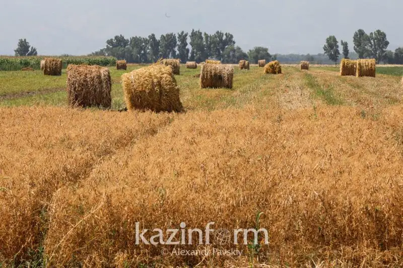 Жем-шөптің қымбаттауынан шаруалар жаппай мал сатып жатыр – Мәжіліс депутаты