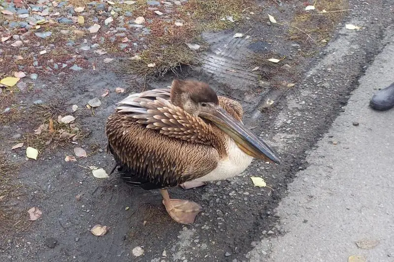 Спасенного краснокнижного пеликана из ВКО привезли в Алматы