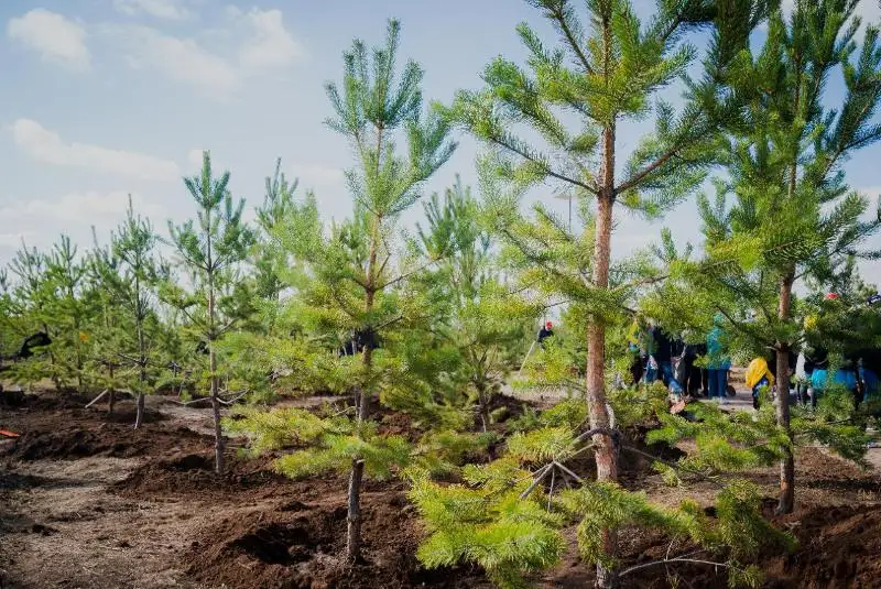 Birge – taza Qazaqstan: Около 20 тысяч деревьев посадили в Нур-Султане