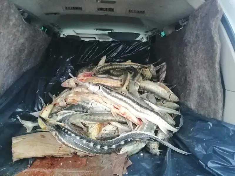 BQO turǵyny 700 kg astam bekire tuqymdas balyqpen ustaldy