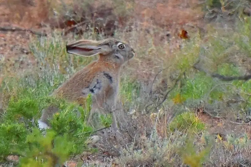 Бетпакдала: дикая красота пустыни в Жамбылской области