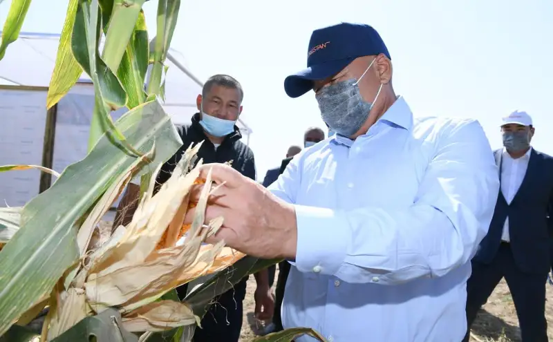 Три миллиона тонн овощей и бахчевых собрано в Туркестанской области