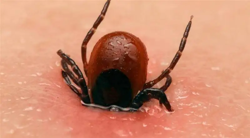 50 акмолинцев стали жертвами клещей с начала сезона