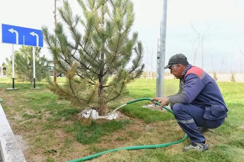 В Туркестане внедряется новая система озеленения