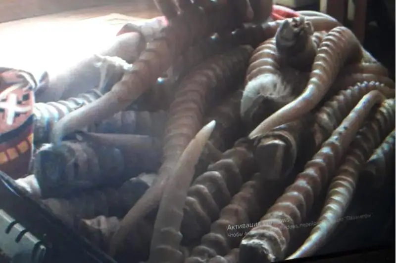 В Туркестанской области задержаны браконьеры с рогами краснокнижного сайгака