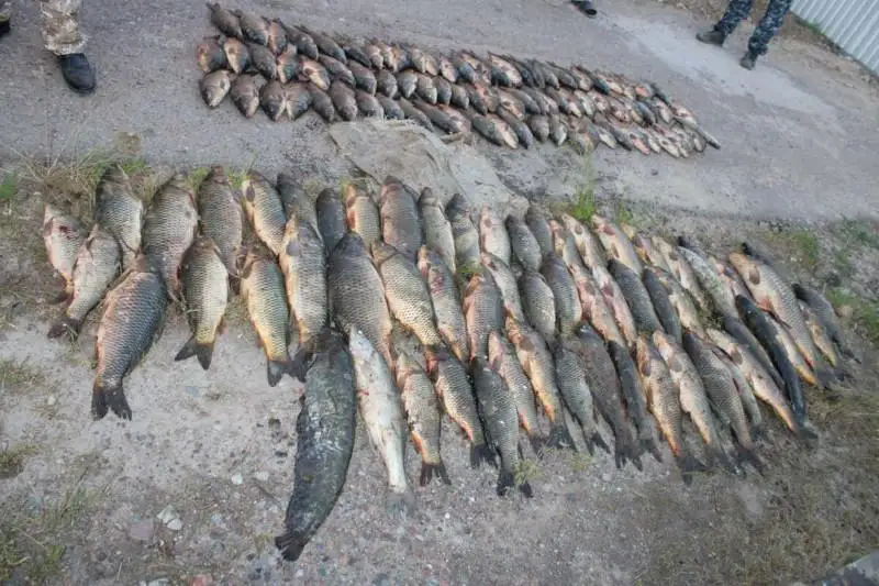 560 кг рыбы изъяли у браконьеров туркестанские полицейские