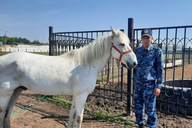 Лошадь на службе: как работает кавалерийское отделение в полиции СКО
