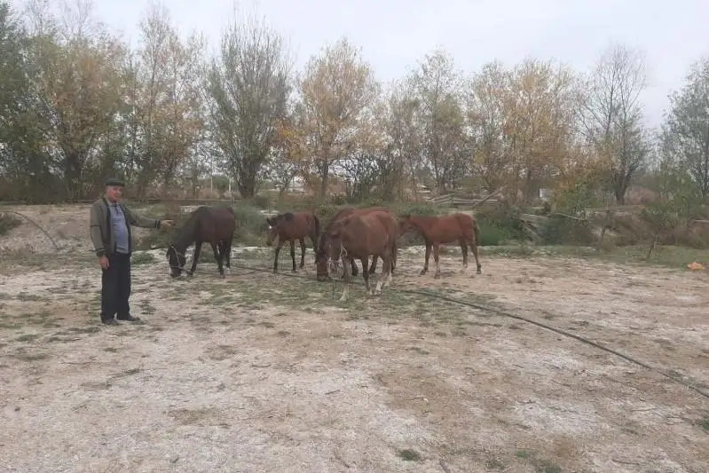 Пропавших лошадей помогли найти жителю туркестанские полицейские