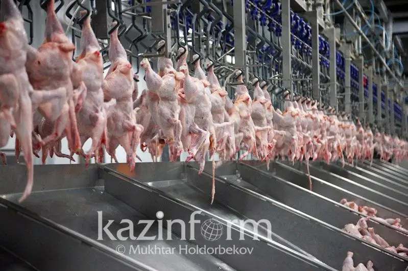Eldegi árbir úshinshi keli qus eti Aqmola oblysynda óndiriledi