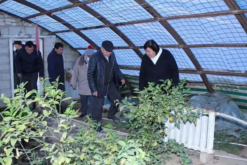 Арысский пенсионер вырастил полтонны лимонов