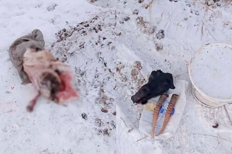 Три туши сайги изъяли у браконьеров в Карагандинской области