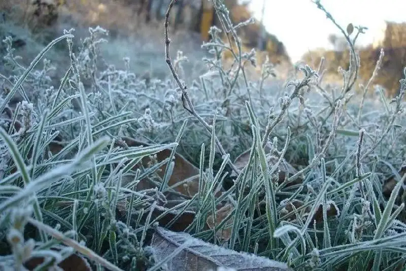 В шести регионах Казахстана ожидаются ночные заморозки