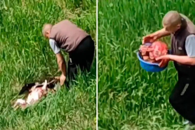 Факт жестокого обращения с животными зарегистрировали в СКО