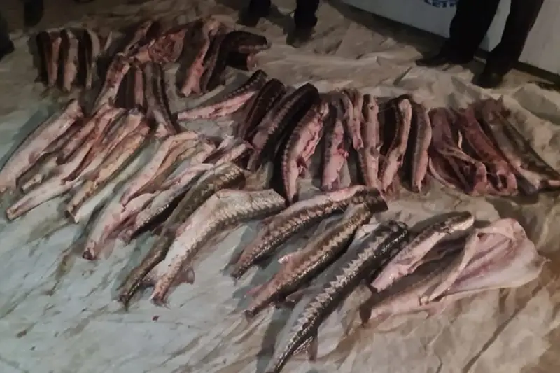 Около 140 кг рыбы изъяли у браконьеров в Мангистауской области