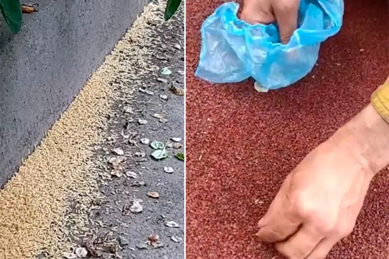 Нашествие личинок в Алматы: в акимате ответили на жалобы горожан