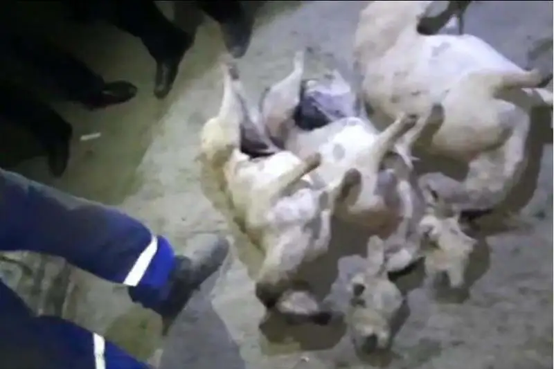 Кызылординца с тушами сайгаков задержала полиция