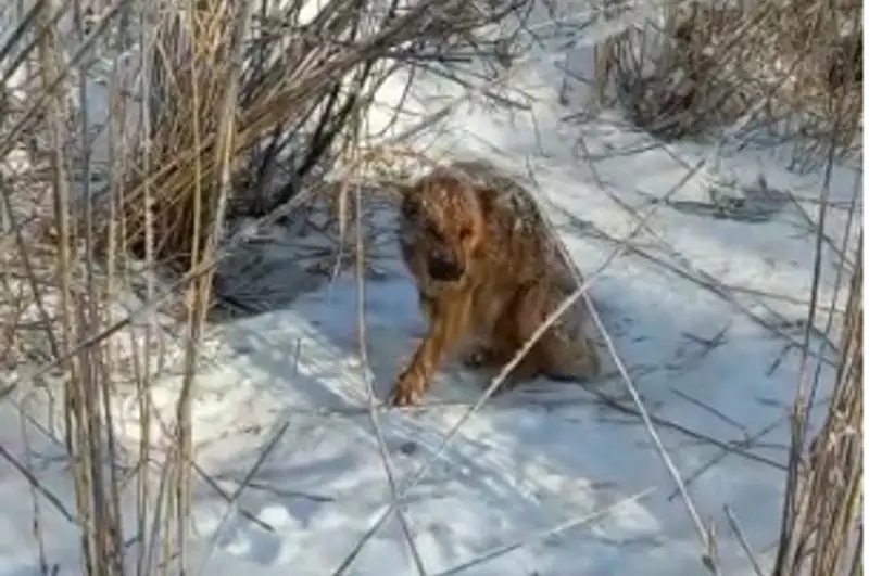 Павлодарские лесники спасли попавшую в петли браконьеров собаку