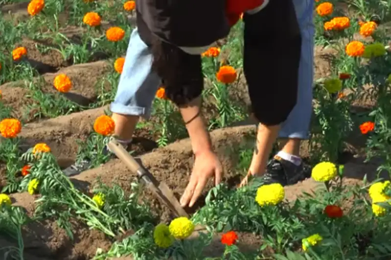 200 тысяч цветов высадят в Балхаше