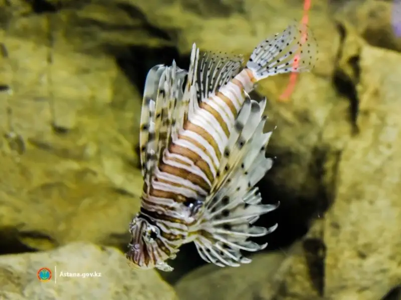 океанариуме 