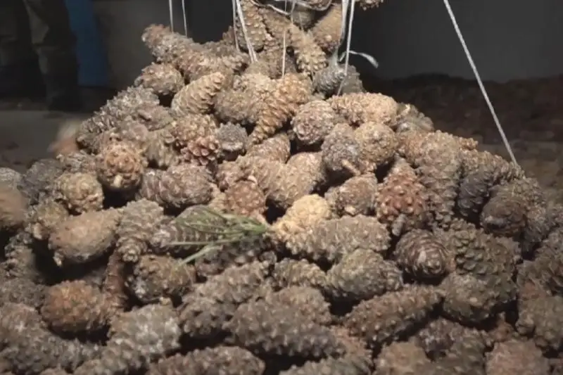 Небывалый урожай сосновых шишек собирают в Павлодарской области