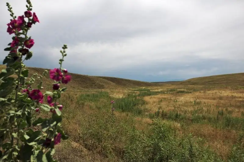 За 30 лет на 612 тысяч гектаров увеличилась площадь лесного фонда Жамбылской области