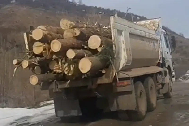 Названа причина незаконной вырубки деревьев в ущелье Аюсай