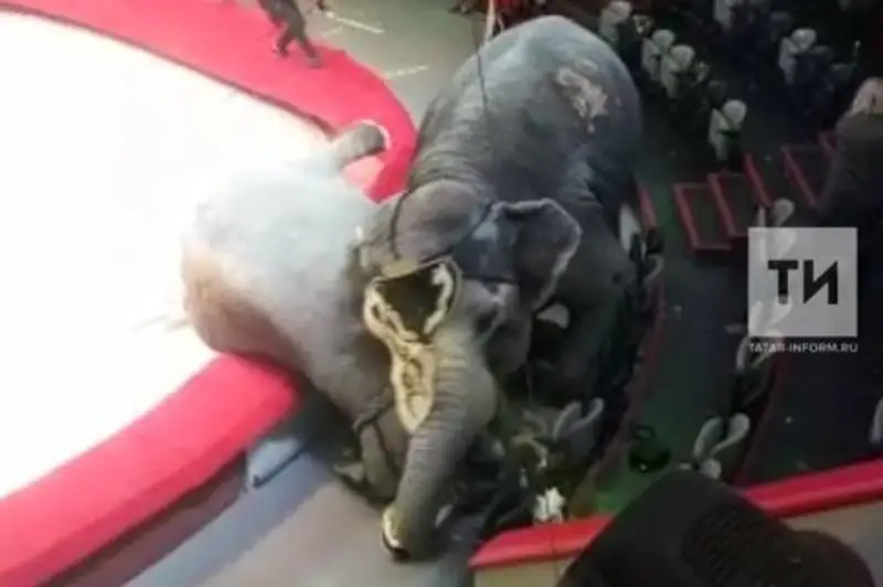 В казанском цирке сорвалось представление из-за драки слонов