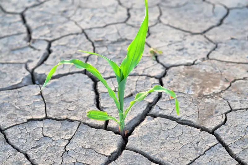 Казахстанские фермеры начали заключать договоры страхования от засухи на 2021 год