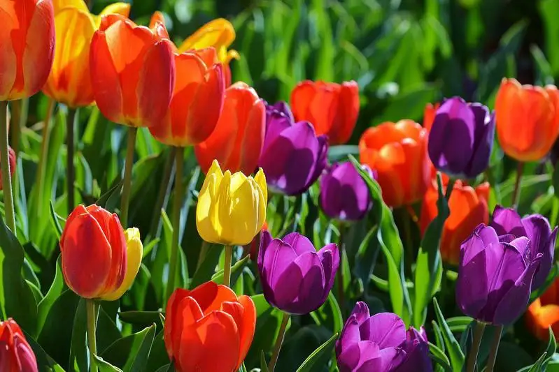 В Туркестане пройдет фотовыставка тюльпанов