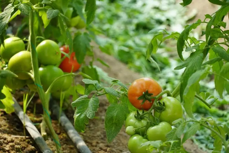 Первый урожай помидоров готовятся собрать в Туркестанской области