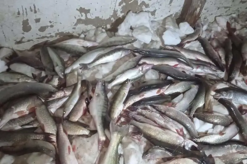 Более пяти тонн незаконно добытой рыбы изъяли в ВКО