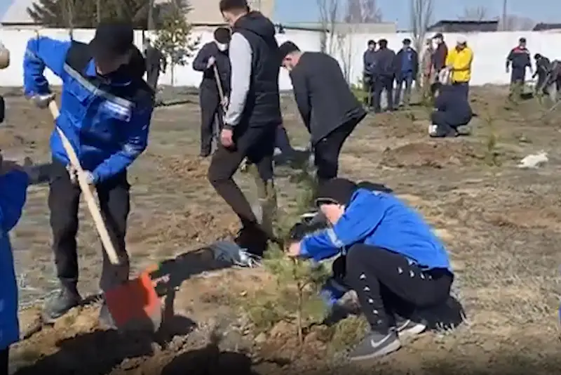 20 тысяч деревьев и кустарников высадили за день в Павлодарской области  ⠀